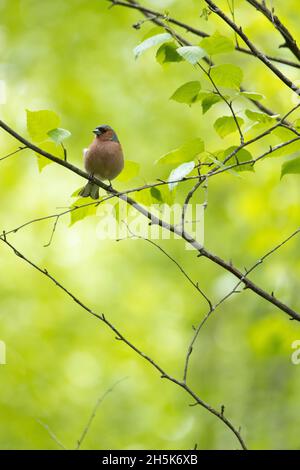 Adulte mâle Caffin commun, Fringilla coelebs debout sur une branche de bouleau lors d'une soirée de printemps dans la forêt boréale estonienne. Banque D'Images