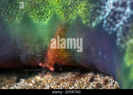 Gros plan d'une crevette colorée de 2cm (Caridea) sur une étoile de mer (Asteroidea), Maui; Hawaii, États-Unis d'Amérique Banque D'Images