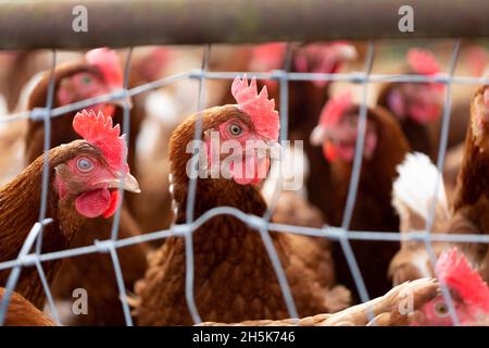 Poulets (Gallus gallus domesticus) dans un enclos de poulet à la ferme Rondriso; Surrey, Colombie-Britannique, Canada Banque D'Images