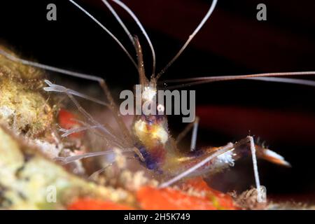 Gros plan de la crevette de corail à bande (Stenopus hispidus) avec fond noir, Maui; Hawaii, États-Unis d'Amérique Banque D'Images