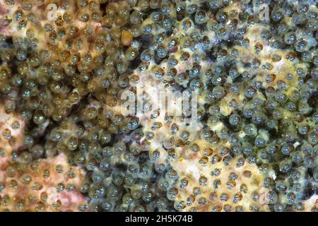 Black spot Sergueïantfish (Abudefduf sordidus) Egg Nest avec des centaines de 1mm oeufs de taille, Maui; Hawaii, États-Unis d'Amérique Banque D'Images