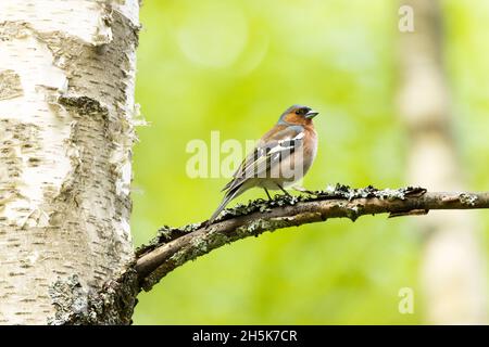 Adulte mâle Caffin commun, Fringilla coelebs debout sur une branche de bouleau lors d'une soirée de printemps dans la forêt boréale estonienne. Banque D'Images