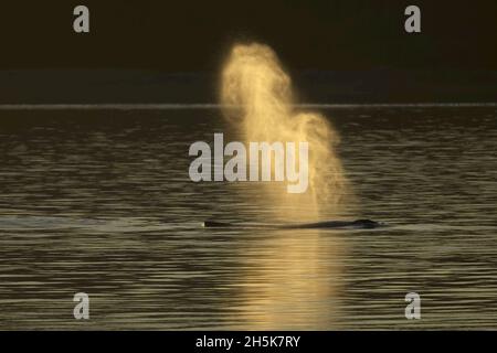 Coup d'or au coucher du soleil, baleine à bosse (Megaptera novaeangliae) dans le détroit de Frederick; sud-est de l'Alaska, Alaska, États-Unis d'Amérique Banque D'Images