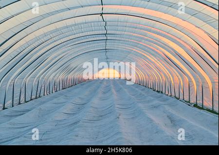 Vue intérieure d'une tente de culture en plastique à effet de serre avec la lueur du coucher du soleil au printemps ; Hesse, Allemagne Banque D'Images