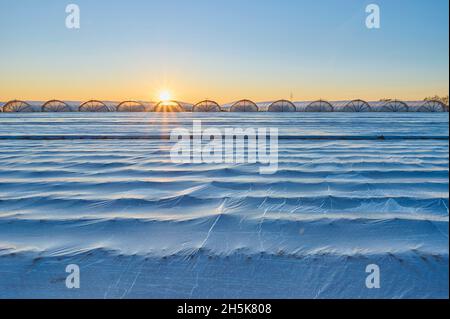 Champ de culture, sol recouvert d'un film de paillis agricole avec une rangée de serres à l'horizon au coucher du soleil au printemps ; Hesse, Allemagne Banque D'Images