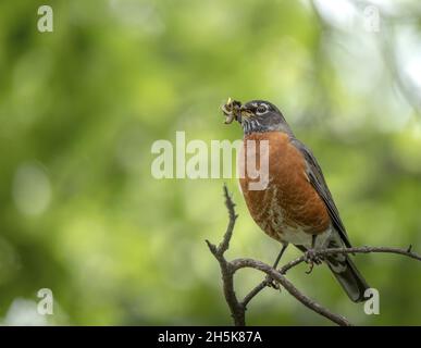 Robin (Turdus migratorius) perchée sur une branche d'arbre avec des vers dans le bec, prenant un ordre à emporter à la maison pour nourrir la famille Banque D'Images