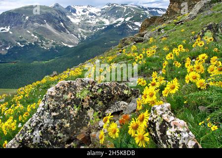Montagnes avec des tournesols sauvages et jaunes qui poussent sur un pré de montagne près de Trail Ridge Road Banque D'Images