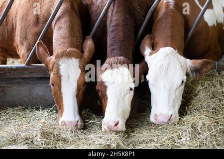 Trois vaches (Bos taurus) piquant la tête à travers des barres de métal de l'auge côte à côte, mangeant du foin à Rondriso Farm ; Surrey, Colombie-Britannique, Canada Banque D'Images