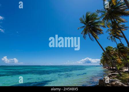 Ciel bleu et eaux turquoise de la mer des Caraïbes avec palmiers le long du bord de mer à la plage de la Caravelle, Sainte-Anne sur Grande-Terre Banque D'Images