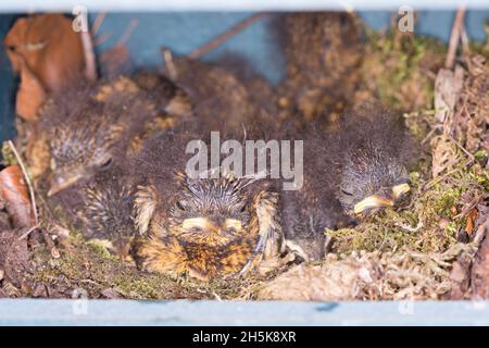 Rotkehlchen, Küken im Nistkasten, Halbhöhle, Halbhöhlenkasten, Nest,Erithacus rubecula, robin, robin européen, robin rouge, nid,Le Rouge-gorge Banque D'Images