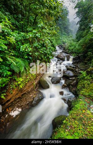 La rivière se précipite dans la forêt tropicale du Parc national de la Guadaloupe près des Cascades aux Ecrèches Banque D'Images