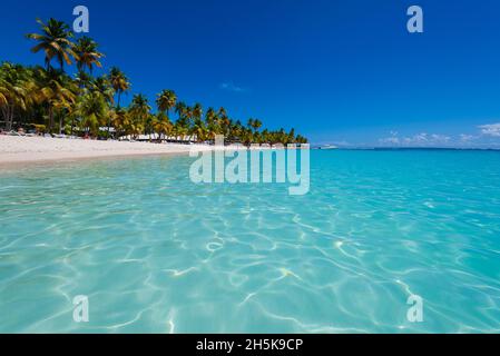 Eaux claires et turquoise de la mer des Caraïbes avec palmiers le long de la rive sablonneuse de la plage Caravelle, Sainte-Anne, Grande-Terre Banque D'Images