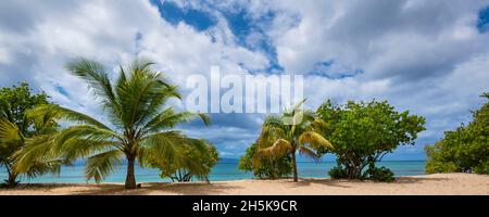 Palmiers et arbres tropicaux le long de la plage de sable de l'Anse du souffleur à Port-Louis sur Grande-Terre ; Guadeloupe, Antilles françaises Banque D'Images