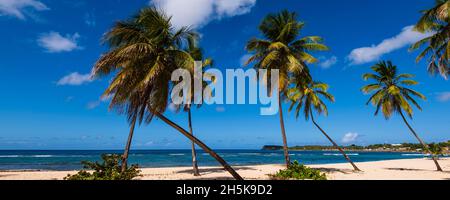 Palmiers le long de la plage de sable de l'Anse du souffleur à Port-Louis sur Grande-Terre ; Guadeloupe, Antilles françaises Banque D'Images