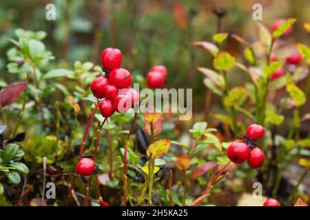 cornel de Dwarf mûr rouge, baies de Cornus suecica en Laponie finlandaise, Europe du Nord. Banque D'Images