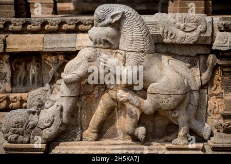 Détail sculpté en pierre d'un lion qui bondit sur un éléphant de l'époque Dravidienne Chola au temple d'Airavatesvara ; Darasuram, Tamil Nadu, Inde Banque D'Images