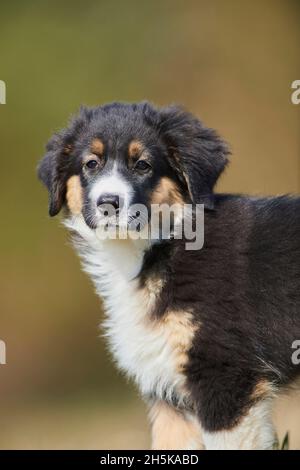 Chien mixte (Berger australien et Golden Retriever) ; Bavière, Allemagne Banque D'Images