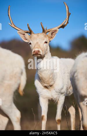 Troupeau de buck blanc de cerf de Virginie (Dama dama) sur un pré, en captivité; Bavière, Allemagne Banque D'Images