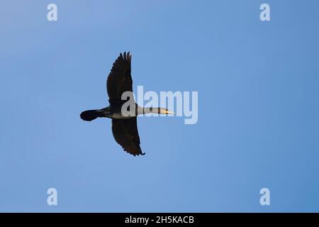 Grand cormoran (Phalacrocorax carbo) volant dans un ciel bleu; Bavière, Allemagne Banque D'Images