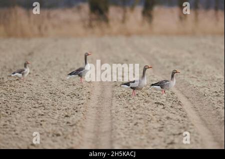 Bernaches graylag (Anser anser) debout sur une plage avec des traces de pneus; Bavière, Allemagne Banque D'Images