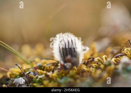 Bourgeon européen de paqueflower (Pulsatilla vulgaris) sur le sol; Bavière, Allemagne Banque D'Images