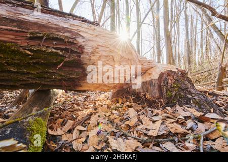 Arbre mordu par un castor eurasien (fibre de Castor) au fleuve Danubia; Bavière, Allemagne Banque D'Images