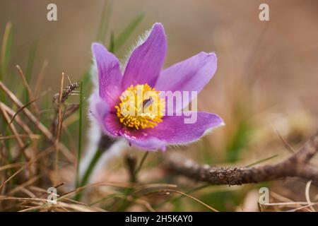 Paqueflower européen (Pulsatilla vulgaris); Bavière, Allemagne Banque D'Images