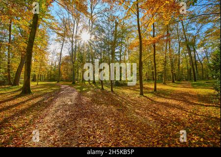 Sentier forestier fourré en automne avec soleil; Bavière, Allemagne Banque D'Images