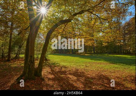 Forêt avec soleil du matin en automne; Bavière, Allemagne Banque D'Images