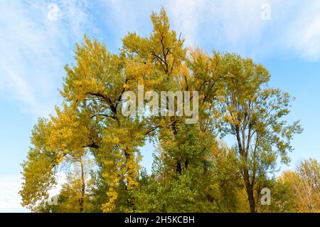 Sommets d'arbres d'automne avec des feuilles jaunes contre le ciel bleu. Banque D'Images