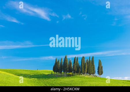 Groupe de cyprès de San Quirico d'Orcia, Toscane, Italie; Toscane, Italie Banque D'Images