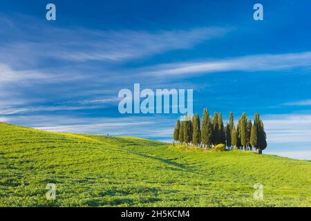 Groupe de cyprès de San Quirico d'Orcia, Toscane, Italie; Toscane, Italie Banque D'Images