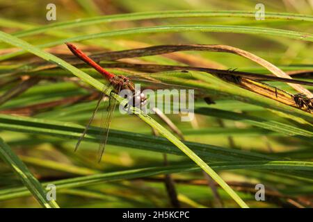 Dragonfly Dartre jaune, Sympetrum flaveolum reposant sur une plante par un petit étang en Europe. Banque D'Images