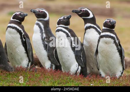 Pingouins magellaniques (Spheniscus magellanicus) debout sur l'herbe regardant l'un l'autre; Antarctique Banque D'Images