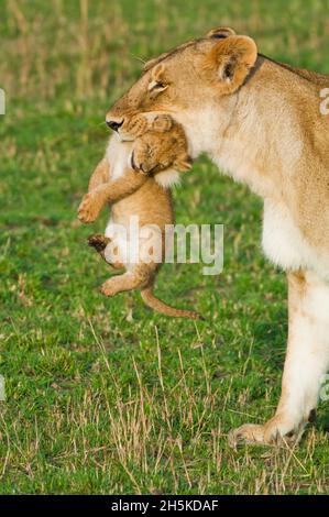 Portrait d'une lionne (Panthera leo) marchant sur une plaine herbeuse portant un cub dans sa bouche; Kenya Banque D'Images