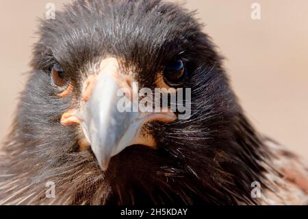 Gros plan de la face d'une caracara striée (Phalcoboenus australis) regardant la caméra; îles Falkland, Antarctique Banque D'Images