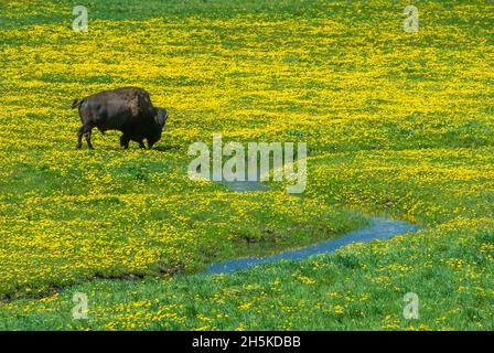 Bison des États-Unis (bison des bisons des bisons) broutant dans un champ de pissenlits, en aire de répartition ouverte, à côté d’un ruisseau Banque D'Images