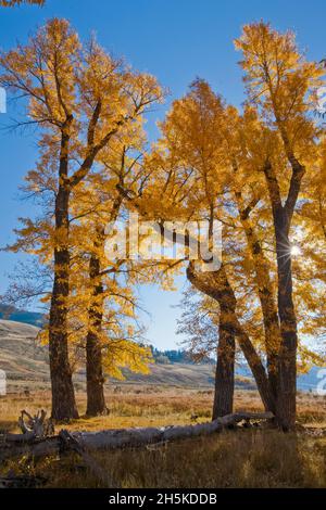 Vue rétro-éclairée d'un groupe d'arbres de coton (Populus deltoides) avec feuillage d'automne sur la plage ouverte Banque D'Images