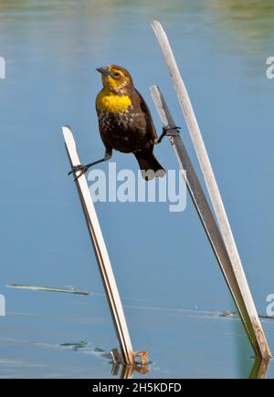 Portrait d'une femelle à tête jaune (Xanthocephalus xanthocephalus) debout avec ses jambes équilibrées sur deux anches séchées au-dessus de l'eau Banque D'Images