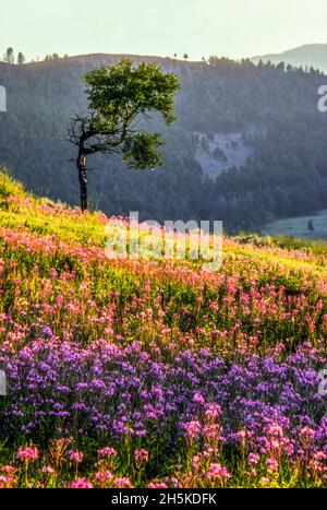 Un peuplier faux-tremble au-dessus d'un champ d'herbe à feu, un membre de la famille des primevins du soir. Banque D'Images