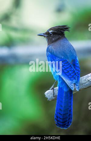 un geai de stealer, Cyanocitta stelleri, perché sur une branche d'arbre. Banque D'Images