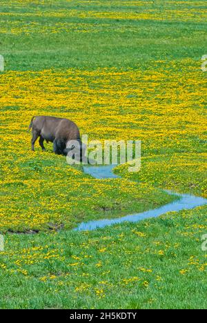 Bison des États-Unis (bison des bisons des bisons) broutant dans un champ de pissenlits, en aire de répartition ouverte, à côté d’un ruisseau Banque D'Images