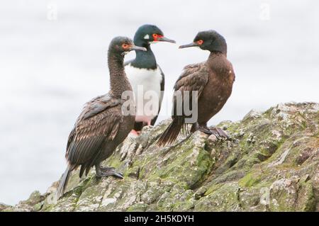 Trois scories antarctiques, des scories à yeux bleus (Phalacrocorax arriceps) et des scories rocheuses (Phalacrocorax magellanicus) se tenant ensemble sur des roches côtières Banque D'Images