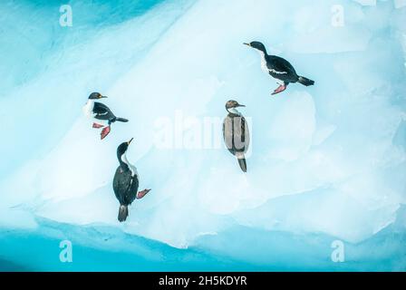 Quatre chags antarctiques (Phalacrocoracidae) se tenant sur un iceberg regardant dans diverses directions; Île de Géorgie du Sud, Antarctique Banque D'Images