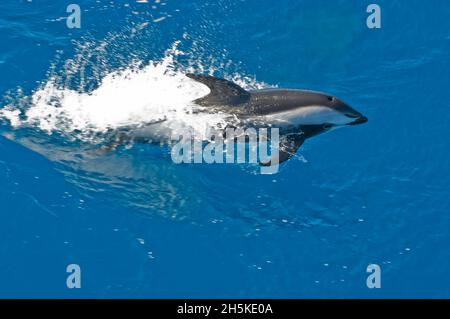 Dauphin de HourGlass (Lagenorhynchus cruciger) nageant dans les eaux bleues de l'océan Austral; île de Géorgie du Sud, Antarctique Banque D'Images