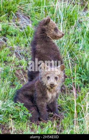 Deux petits ours bruns (Ursus arctos) dans un pré herbacé, l'un assis et regardant la caméra tandis que l'autre se tient derrière le regard dehors Banque D'Images