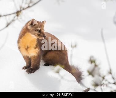 Portrait d'une martre d'Amérique (Martes americana) debout dans la neige en hiver; parc national de Yellowstone, États-Unis d'Amérique Banque D'Images