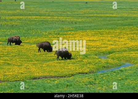 Trois bisons américains (Bison bison) qui bissent dans un champ de pissenlits, dans une aire de répartition à ciel ouvert, à côté d’un ruisseau Banque D'Images