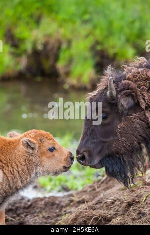 Vache de bison d'Amérique (Bison bison) et collage de veau, face à face dans le parc national de Yellowstone, États-Unis d'Amérique Banque D'Images