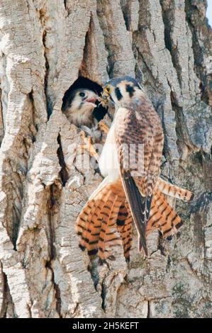 Portrait d'un kestrel américain (Falco sparverius) apportant de la nourriture au nid dans un arbre de coton (Populus angustifolia) et nourrissant la ... Banque D'Images